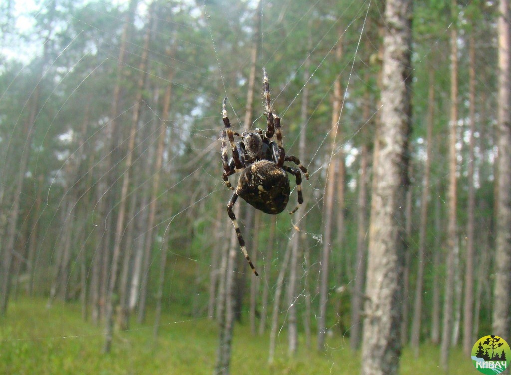 Ловец душ. Ирина Шаудвитене 