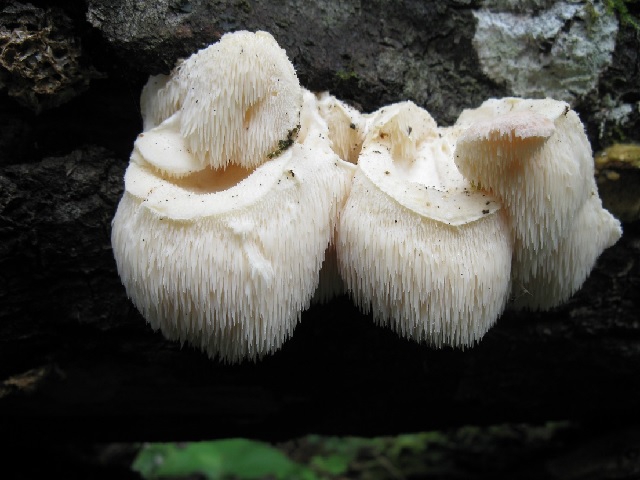 Фото 9. Гриб Hericium cirrhatum (Pers.) Nikol. из семейства Герициевых (Hericiaceae) на валежном стволе осины. С конца июня до конца сентября образует плодовые тела на мертвой древесине лиственных пород 