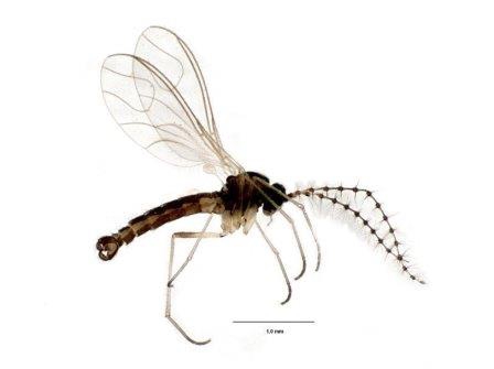 Комарик-детритница Zygoneura bidens